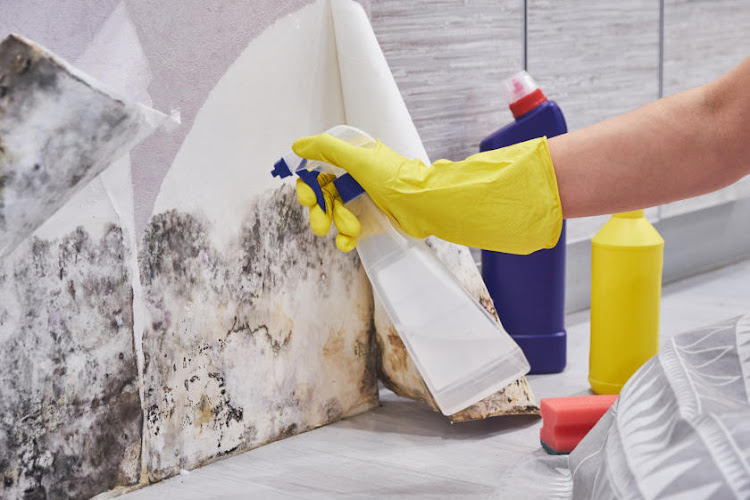 Goyibey Mold Remediation Canton