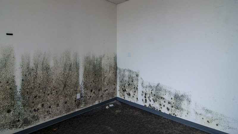 Paradise Coast Restoration