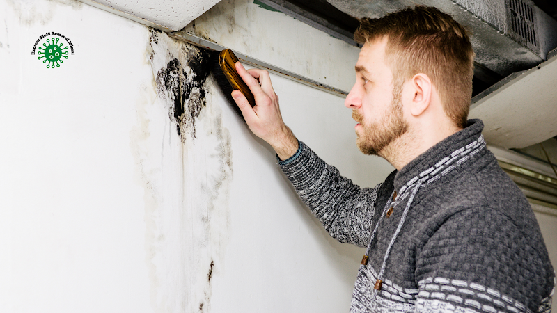 Express Mold Removal Miami