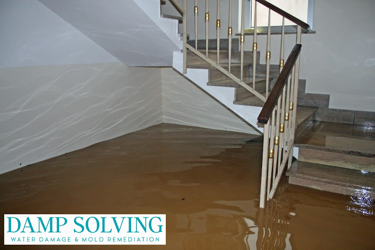 Damp Solving Water & Mold