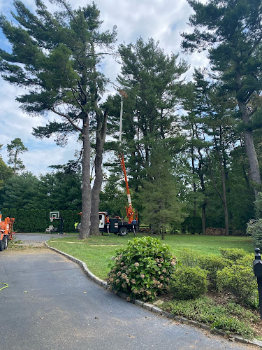 Clearview Tree Service