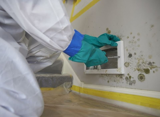 Mold Remediation Miami Elite