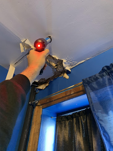 Brooklyn Mold Specialist