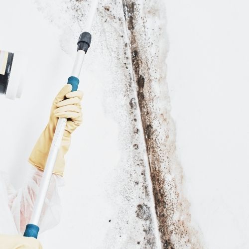 Filarioja Mold Remediation