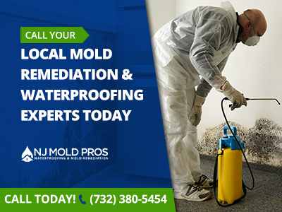 NJ Mold Pros