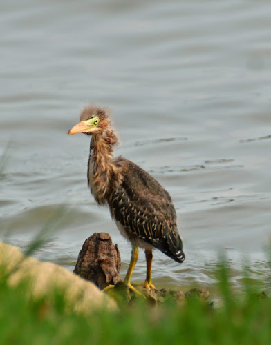 Total Restoration Clear Lake