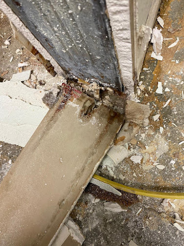 Guardians Mold Removal Rancho Palos Verdes