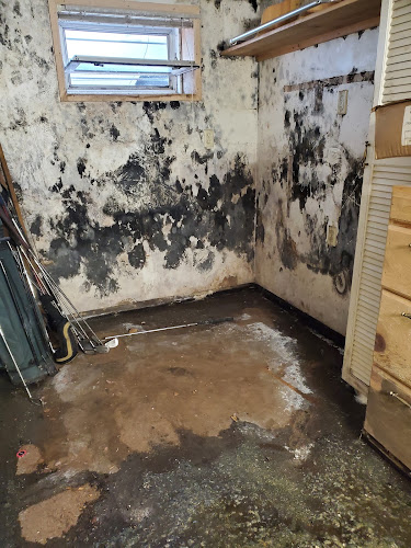 Queens Mold Remediation & Removal Specialist