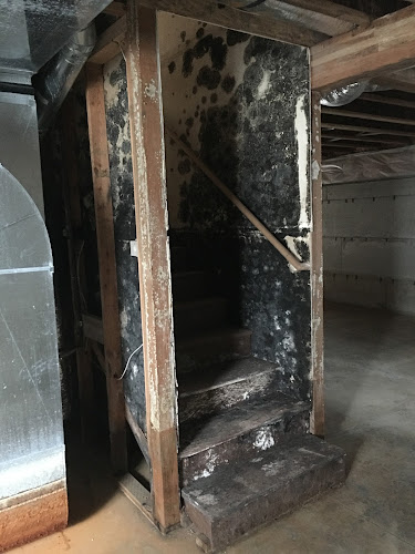 Mold Wranglers - Flathead Valley