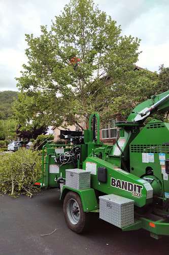 Mendoza's Professional Tree Service