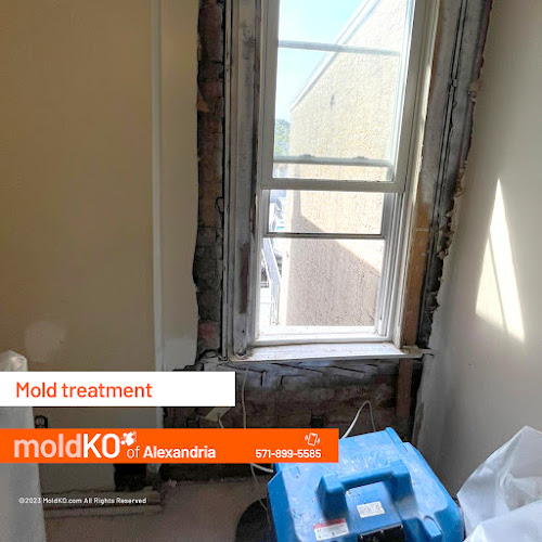 Mold KO of Alexandria